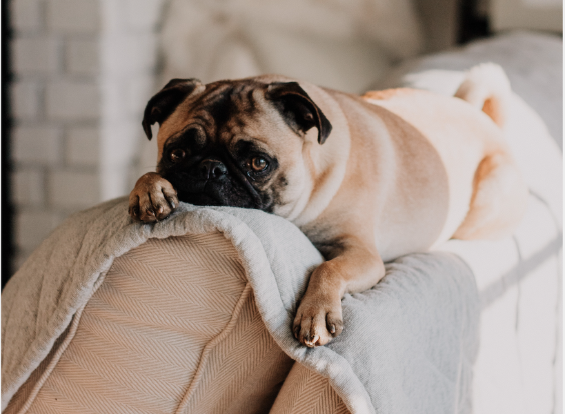 Where Does the Dog Go? Dealing with Pets and Parties